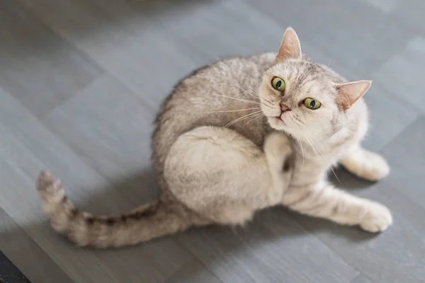 Cinza Prateado Britânico Shorthair Gato Cócegas — Fotografia de Stock