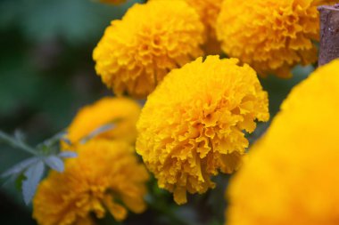 Sarı kadife çiçeği arkaplan boşluğu