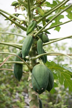 Papaya Ağaçları ve Papaya Topları Arka Bahçede