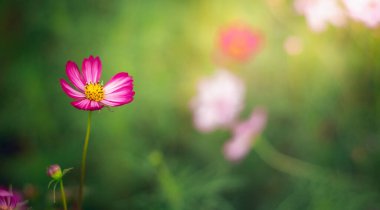 Güzel bir bahçede çiçek açan kozmos çiçekleri..