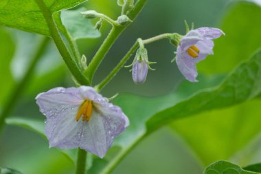 Bahçede açan mor patlıcan çiçekleri.