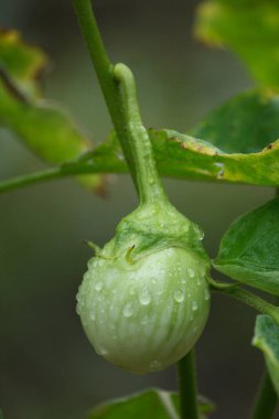 Bir patlıcan bir bahçede