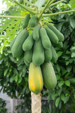 Papaya Ağacı, Olgun Papaya Ağacı ve Bahçedeki Yapraklar