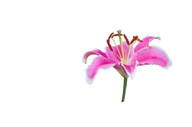 Beyaz arkaplanda izole edilmiş pembe zambaklar.