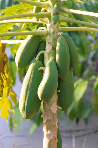 Grønn Papaya Treet – stockfoto