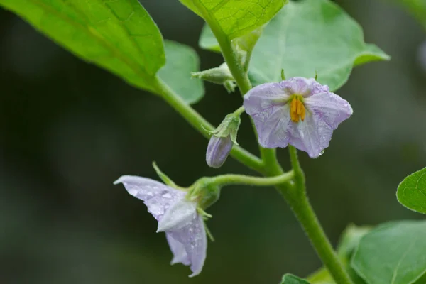 Purple Eggplant Flowers Blooming Garden — Stok Foto