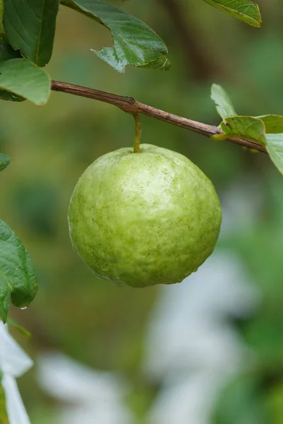 Guava Kimchu Fruit Crispy Sweet Garden Tree — Stok Foto