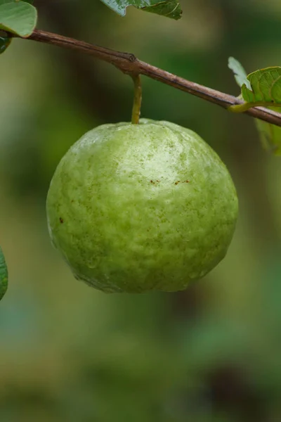 Guava Kimchu Fruit Crispy Sweet Garden Tree — Photo
