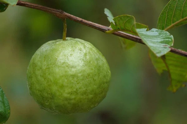 Guava Kimchu Owoce Chrupiący Słodki Drzewie Ogrodowym — Zdjęcie stockowe
