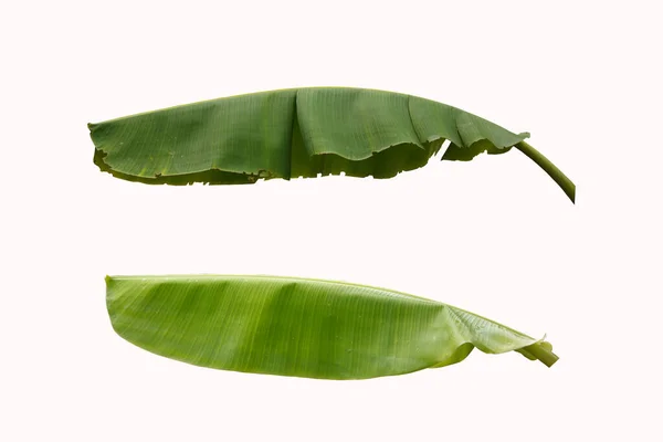 Green Banana Leaves Isolated White Background — Stock Photo, Image