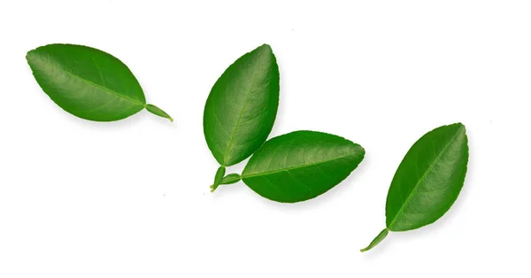 Lemon Leaves Isolated White Background — Stock Photo, Image