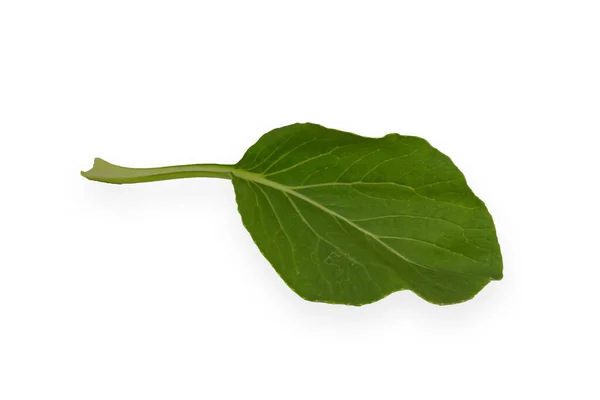 Brassica Rapa Subsp Chinensis Geïsoleerd Wit — Stockfoto