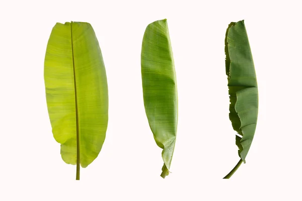 Green Banana Leaves Isolated White Background — Stock Photo, Image