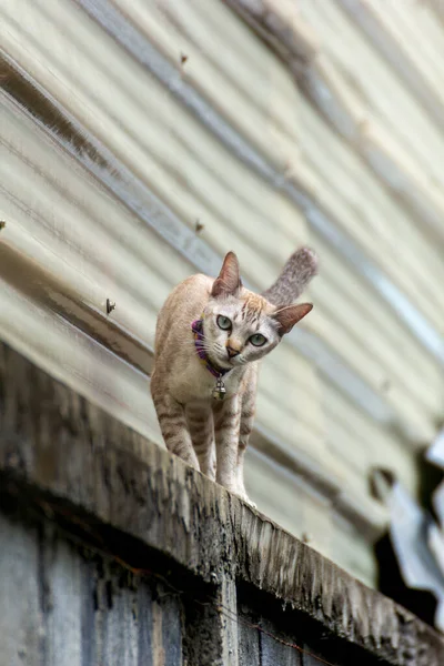 Niedliche Kleine Katze Schaut Die Kamera Zaun — Stockfoto