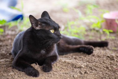 Kara kedi uyuyordu ve tuhaf bir şekilde bakıyordu..