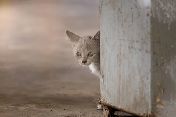 Küçük Kedi Yavrusu Korkudan Dik Dik Bakıyordu — Stok fotoğraf