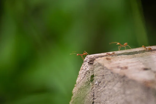 赤アリは木の切り株の上で緑の自然と戦っていますボケの背景 — ストック写真