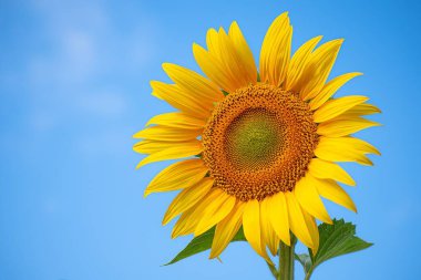 Ayçiçeği mavi gökyüzüne yakın çekim