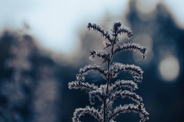 Renklerin serin tonlarında bulanık arkaplanı olan kuru bir tarla bitkisi.