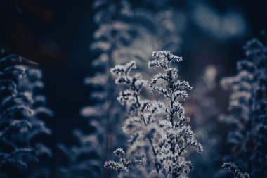 Renklerin serin tonlarında bulanık arkaplanı olan kuru bir tarla bitkisi.