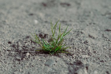 Yalnız bir çalı kumlu zeminde filizlenmeye çalışıyor..