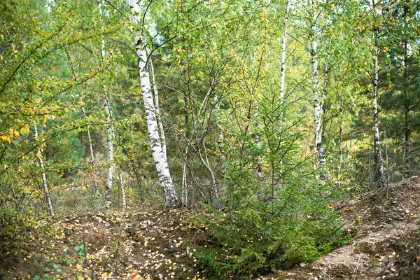 Bir sonbahar karışık ormanının manzarası farklı renklerde resmedilir..