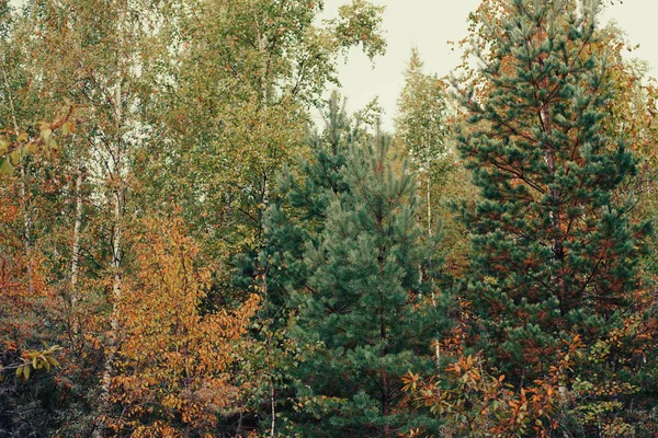 Bir sonbahar karışık ormanının manzarası farklı renklerde resmedilir..