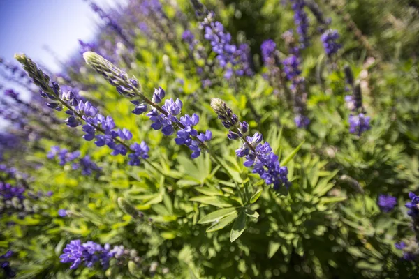 Lupine bloemen veld in Tahoe Stockafbeelding