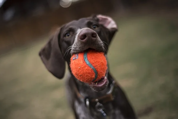German Short-haired Pointer Playing — Stock Photo, Image