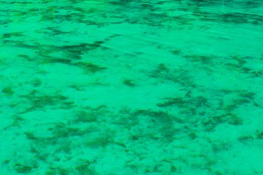 Khao Pra Bang Khram yaban hayatı kutsal, zümrüt havuzu aka Sa Morakot, turizm yüzeyine. Milli Parkı, Krabi, Tayland. Yeşil renk tropikal Gölü, Güneydoğu Asya