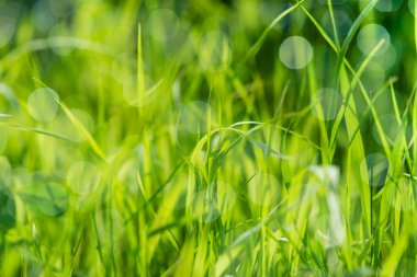 Yeşil çimenlerin üzerinde yaz alan, doku arka plan ıslak. Bokeh ve güneş ışığı