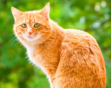 Zencefil stenografi kedi üzgün yeşil gözlü oturma ve yaz gün güneşli Bahçe kamera bakıyor. Yeşil Yaz ile doğal bokeh arka plan bulanık