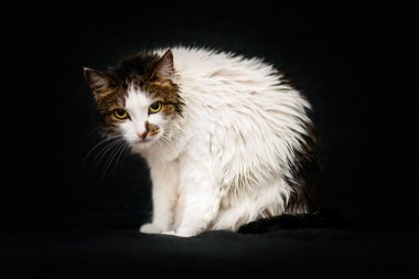 Deli kedi parlak sarı gözleri ve kanepede oturan ve kameraya bakarak banyo sonra ıslak saç. Sonra duş, siyah arka plan üzgün ıslak kedi