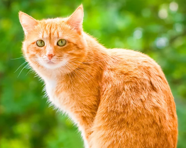 Ginger shorthair cat with sad green eyes sitting and looking at camera in sunny garden at summer day. Green summer blurred background with natural bokeh