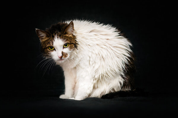 Mad cat with bright amber eyes and wet hair after bathing sitting on sofa and looking at camera. Sad wet cat after shower, black background