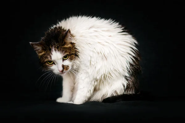 Aparência sensual de gato molhado com olhos amarelos brilhantes sentados no sofá após o banho. Gato descontente após o chuveiro, fundo preto — Fotografia de Stock