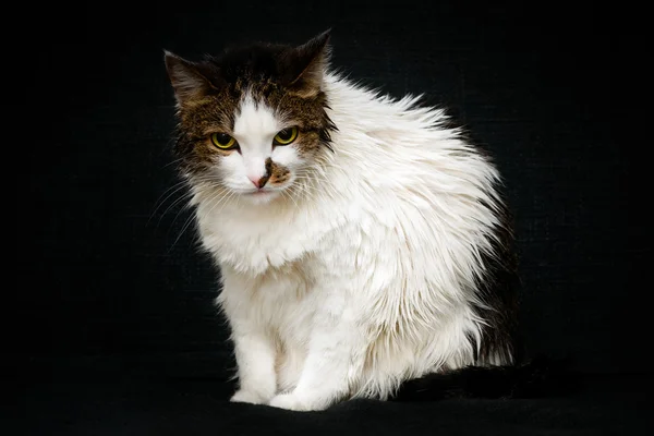 Unglücklich feuchte Katze mit leuchtend gelben Augen auf Sofa sitzend und in die Kamera blickend. Wütende Katze nach dem Baden, schwarzer Hintergrund — Stockfoto