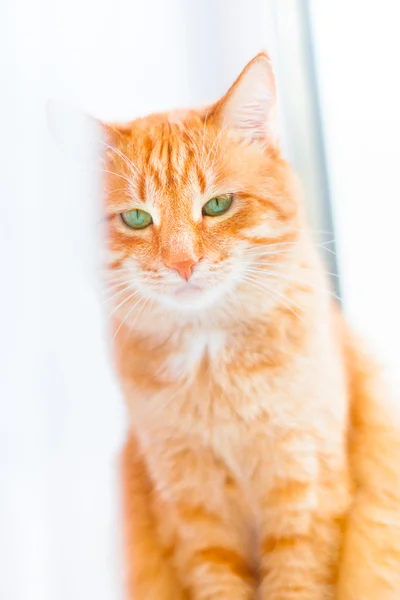 Gember korthaar kat met droevige groene ogen, zittend op venster achter wit gordijn. Rode kat met heldere groene ogen — Stockfoto