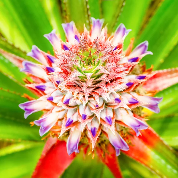 Close-up van mooie bloeiende ananas, selectieve aandacht in midden van de bloem, wazig achtergrond Stockfoto