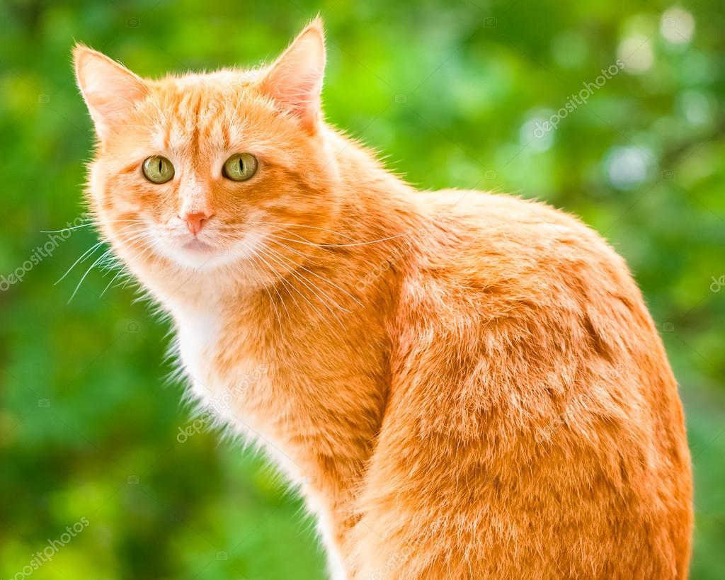 orange cat with green eyes