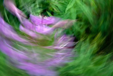 Yaz aylarında kır çiçekleri