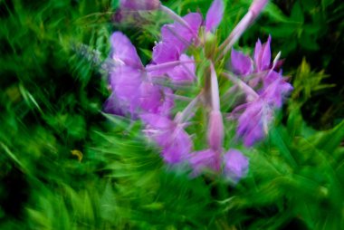 Yaz aylarında kır çiçekleri