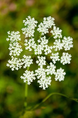Yaz aylarında kır çiçekleri