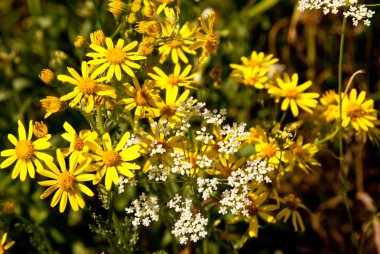 Yaz aylarında kır çiçekleri