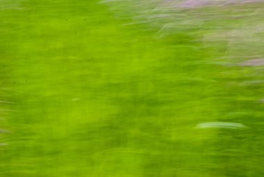 Yaz aylarında kır çiçekleri