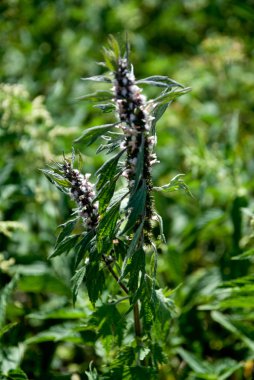 Yaz aylarında kır çiçekleri