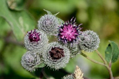 Yaz aylarında kır çiçekleri