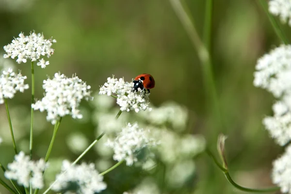 Flores silvestres en el verano — Foto de Stock