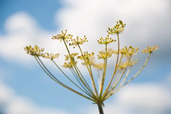 夏の野の花 — ストック写真