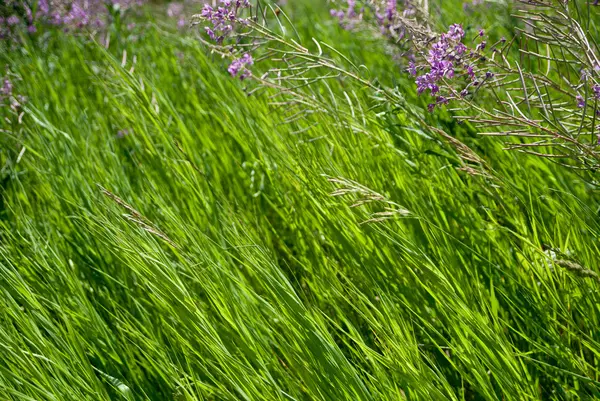 Wilde bloemen in de zomer — Stockfoto